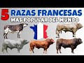 5 razas de ganado francesas mas buscadas y famosas