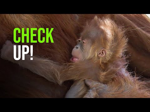 Video: Pet Scoop: Første Orangutan Født Bruke Fertilitetsbehandling, Hest Redd Fra Pool