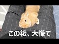 膝の上で寝ぼけ過ぎた結果、焦りまくるウサギがこちらです