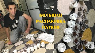 Распаковка. Не мог забрать этих пауков 1,5 ГОДА