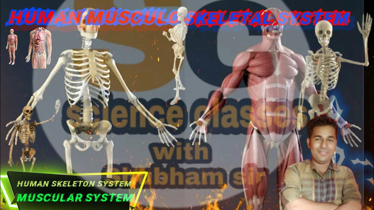 Musculoskeletal system, muscle system, human skeleton system for class