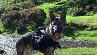 German shepherd hike by GS-K9 Academy  241 views 3 years ago 2 minutes, 20 seconds