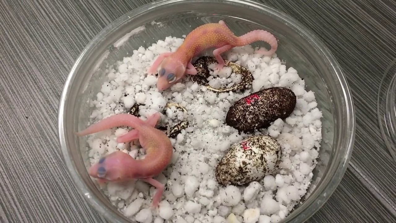 New Baby Leopard Geckos 2017 - YouTube
