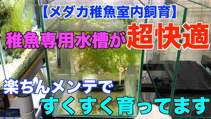 室内飼育のメダカ Japanese Killifish Medaka 冬の寒さを知らない超過保護に飼育されたメダカ達です Youtube