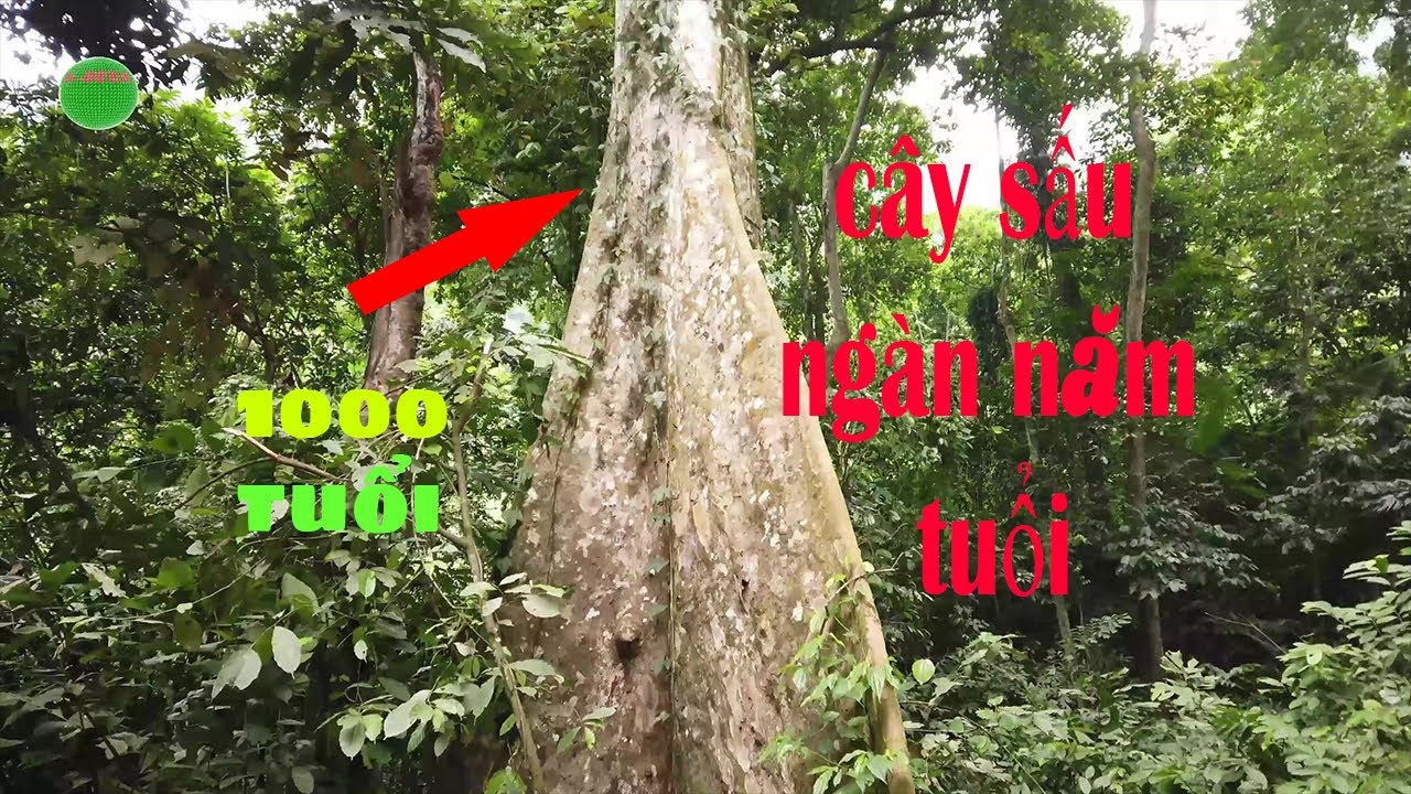 giá vé vào rừng cúc phương Update Du Lịch Rừng Quốc Gia Cúc Phương VIEW 4K | Khám Phá Vườn Cúc Phương
