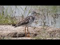 Patamarilla Mayor (Tringa melanoleuca)