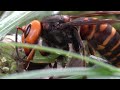 [昆虫4K]_野鳥用カメラでオオスズメバチを撮ってみた / Asian giant hornet_[Insect VIDEO in 4K]