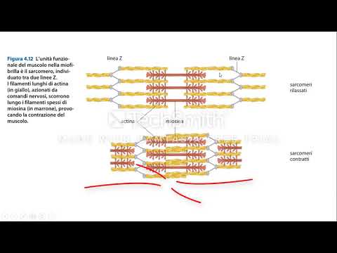 Video: Durante la contrazione muscolare della lunghezza del filamento?