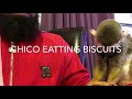 Monkey eating biscuits