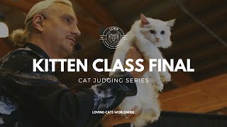 Cat judging: Kitten Class Final from Seattle Cat Extravaganza 2023