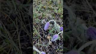 Как отцветает сон-трава. Крымская весна #крым #весна