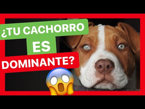 Video: Cómo identificar el perro dominante