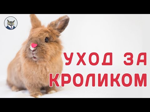 Как ухаживать за кроликом в квартире ( декоративный кролик)