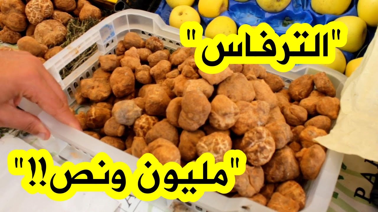 من سوق #الأغواط... الترفاس أو الكمأ، أحد أغلى المنتجات في العالم... اكتشفوا أسراره وسبب سعره المرتفع