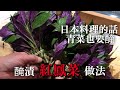 【紅鳳菜日本料理用法】不是只有炒　日本料理的話青菜類也要醃　這料理方法是在日本料理中是基礎中的基礎　但很簡單的請試一下喔