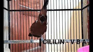 CILILIN COKLAT GACORRR NEMBAK PANJANG . COCOK UNTUK MASTERAN MURAI BATU, KACER, CUCAK IJO