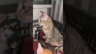 No rest for mama cat with these one-month-old babies #cat #dog