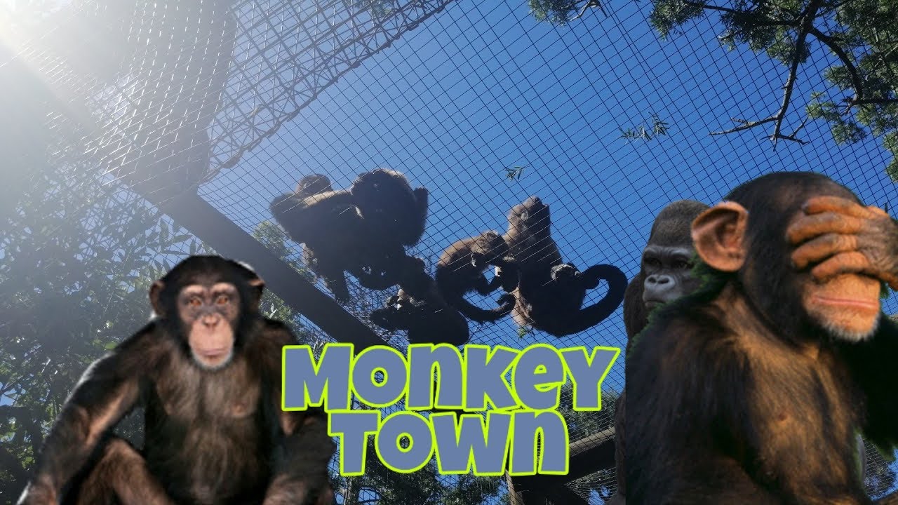 monkey travel town