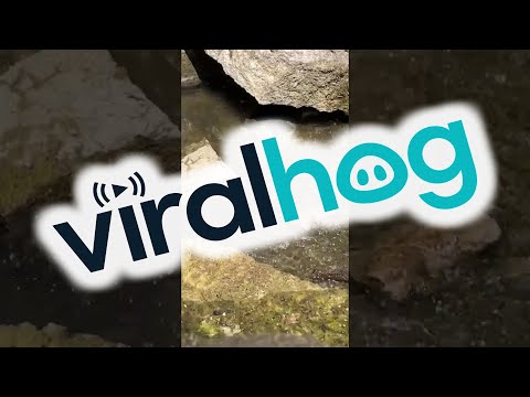 Turtle Swiftly Catches a Water Snake || ViralHog
