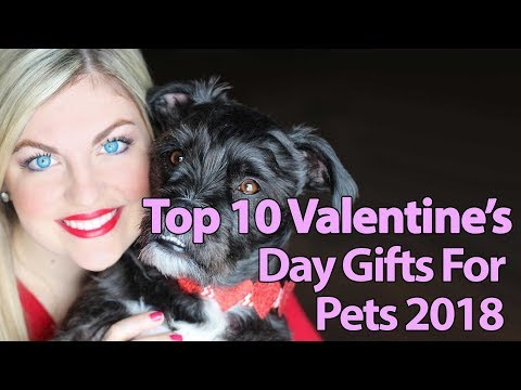 Top 10 Valentine's Day Gifts For Pets 2019