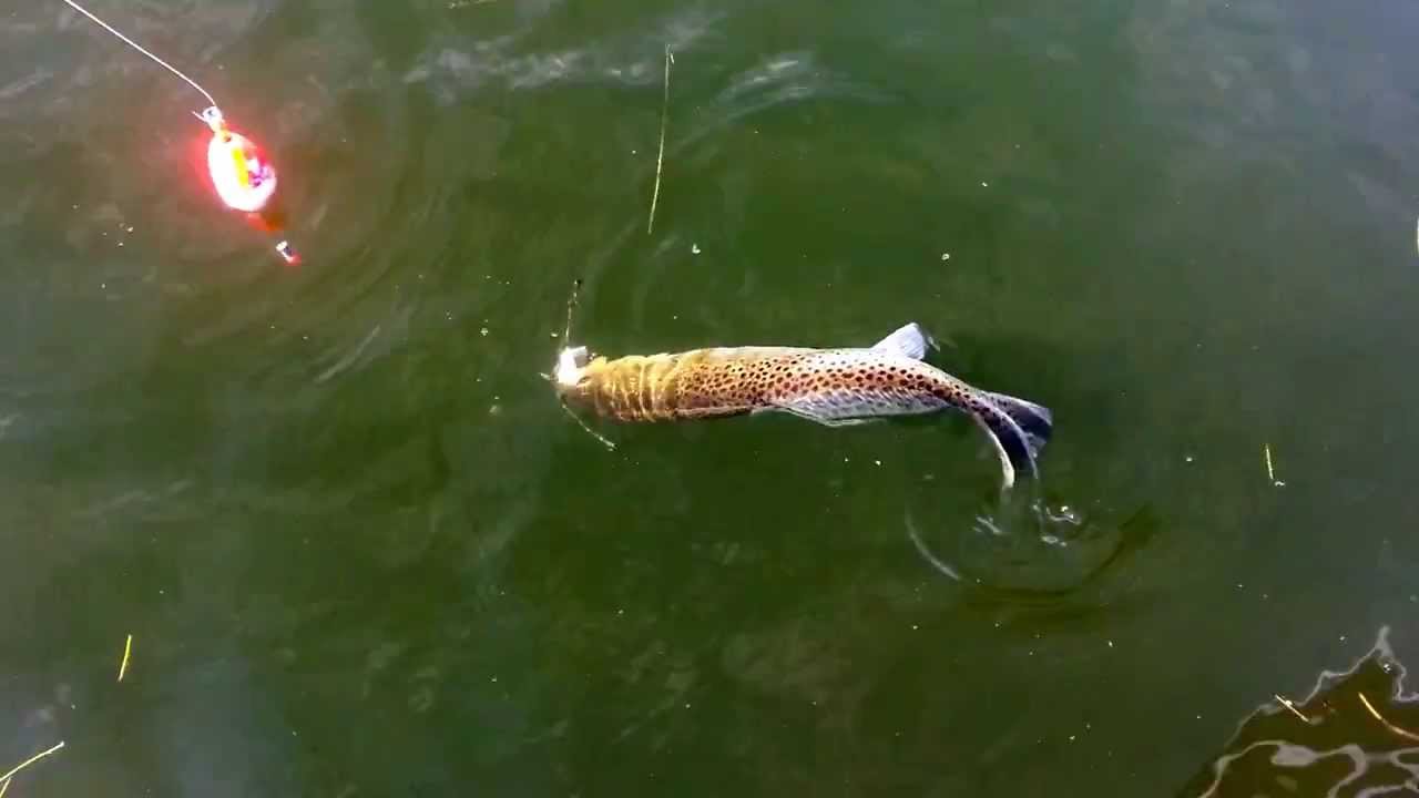 Sea trout fishing using popping corks in Tampa bay YouTube