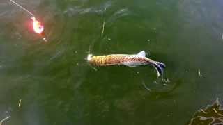 Sea Trout Fishing Using Popping Corks In Tampa Bay