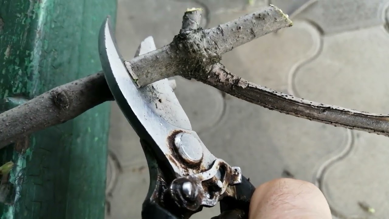 Секатор из СССР.