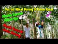 Pikat Burung Di Alam Liar Musim Corona Mikat Aja Mikat Di Kebun Karet Hindari Keramaian Mp3 - Mp4 Download