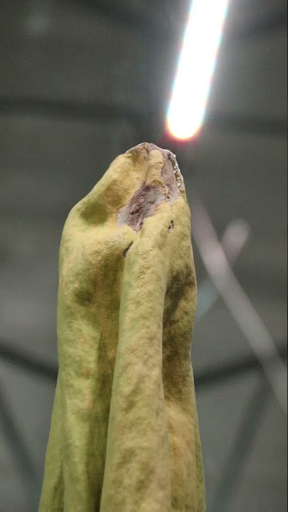 Steaming Corpse Flower Spadix Close-up