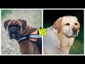 Boxer vs Labrador ¿cual es mas PODEROSO?