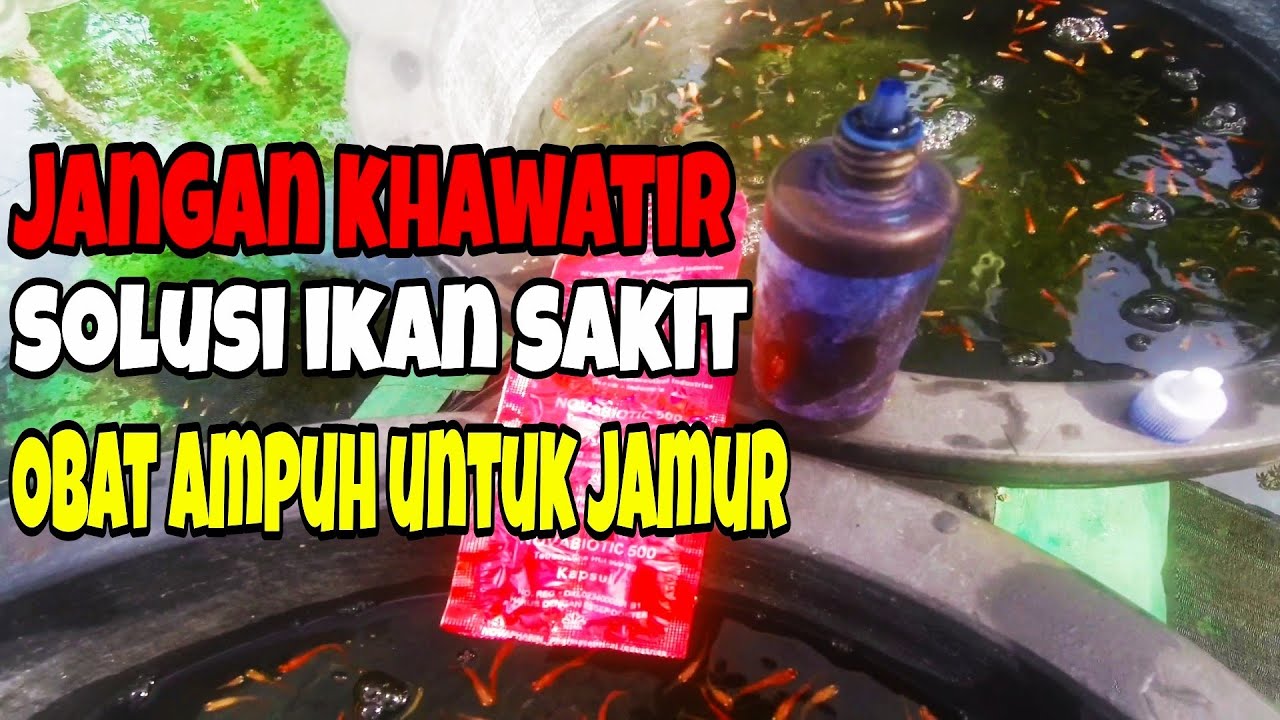 CARA MENGOBATI IKAN GUPPY SAKIT TERKENA JAMUR atau GEDHEK 