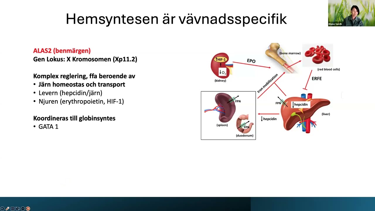 BLF Webbinar - Allt du vill veta om porfyrisjukdomar