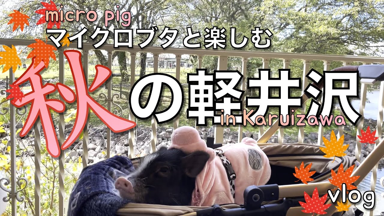 【vlog】ペット連れ観光に最適!!秋の軽井沢!!マイクロブタver.