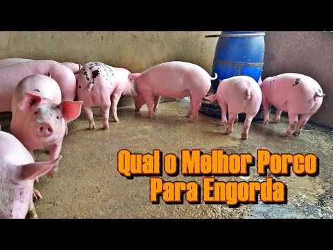 Vídeo: Como Escolher O Leitão Certo Para Engorda?