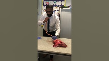 Thumbnail of Lung inflation in Science Lesson                                      #science #teacher #biology