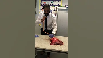 Lung Inflation In Science Lesson Science Teacher Biology 