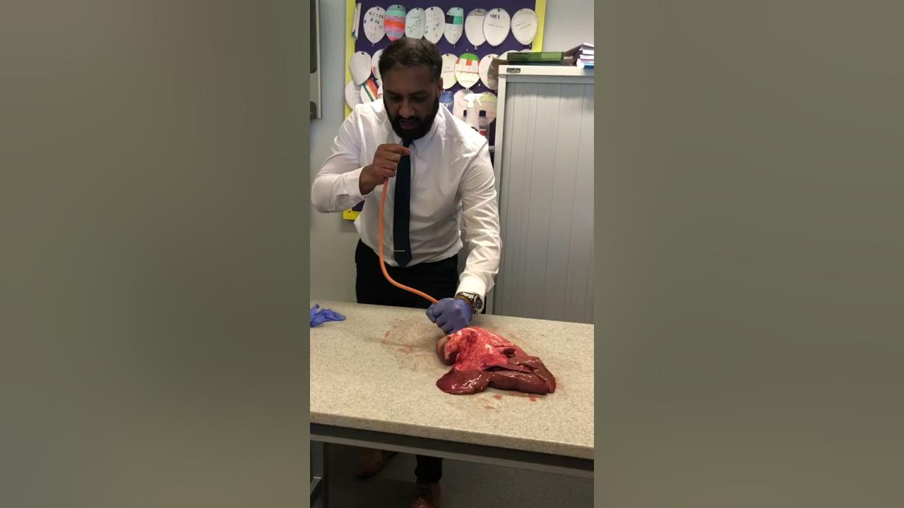 Lung inflation in Science Lesson                                      #science #teacher #biology