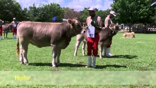 Braunvieh Cattle in South Africa (SA)  2015