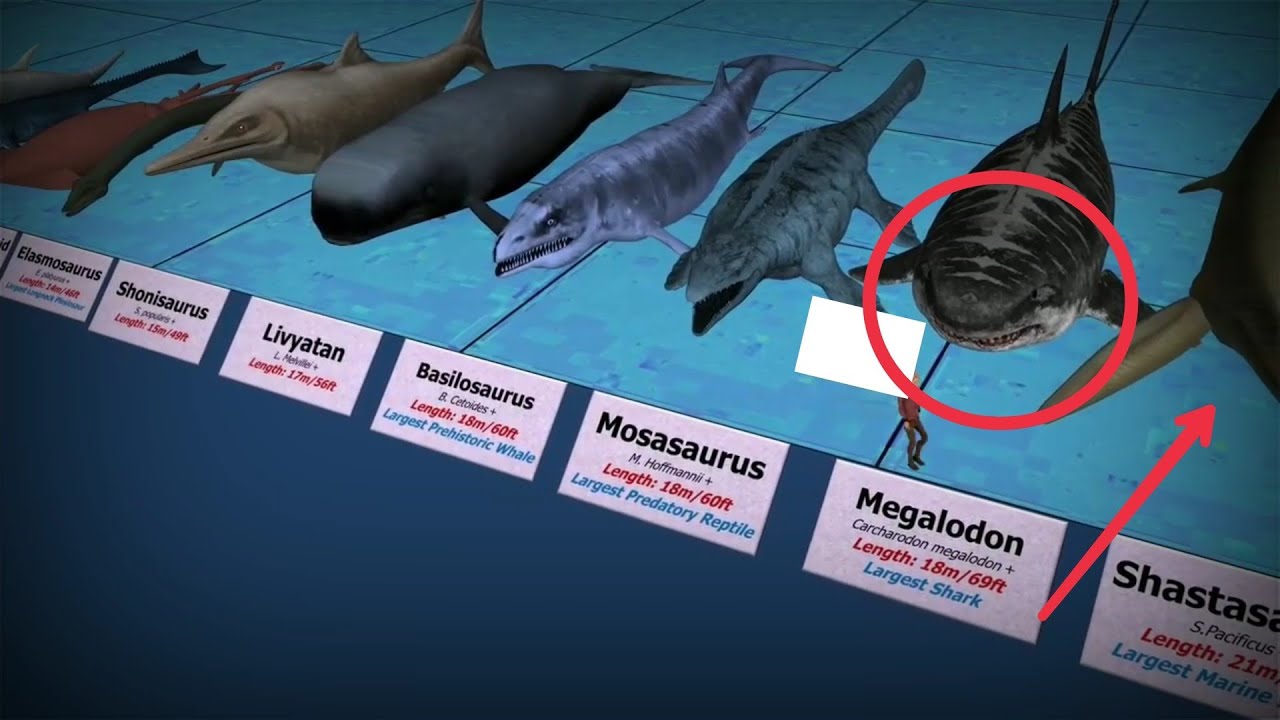 HIU MEGALODON LEWAT INILAH PERBANDINGAN HEWAN  LAUT  