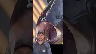 Essa é A mordida da piranha preta #pescaria