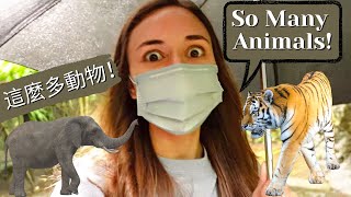 A Day at the Taipei Zoo | 台北動物園的一天 by Kristi Martin 23,881 views 1 year ago 7 minutes, 36 seconds