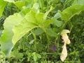 Permaculture Raise Bed Gardening Permaculture Raise Bed Gardening