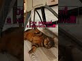 Масяне тоже скоро рожать. Полезные привычки. #short #cats #кошки #моилюбимые