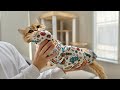歯磨きを嫌がり海苔巻きにされてしまった猫がこちらです…