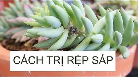 Cách trị rệp sáp cho sen đá hiệu quả nhất | www.vuonsenda.vn