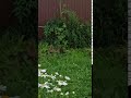 Утки в огороде