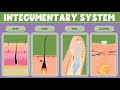 Integumentary System: What It Is, Function &amp; Organs - Video for Kids