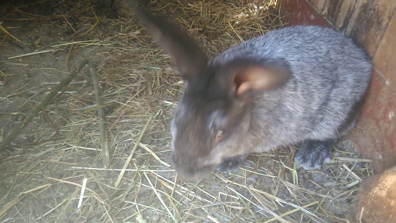 Кролики породы советская шиншилла, фландр, серебристый.01.05.2020 ...