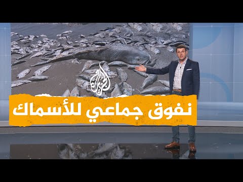 فيديو: متنزهات الولاية على طول ساحل خليج تكساس