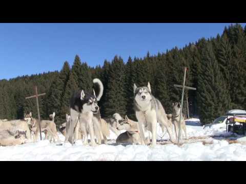 Video: Slitta Trainata Da Cani In Giamaica - Matador Network